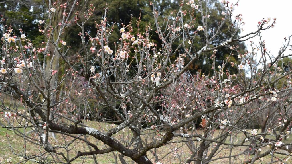 鴬宿梅（オウシュク） 2025年3月8日