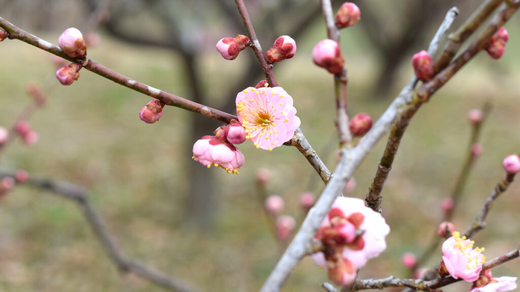 花香実