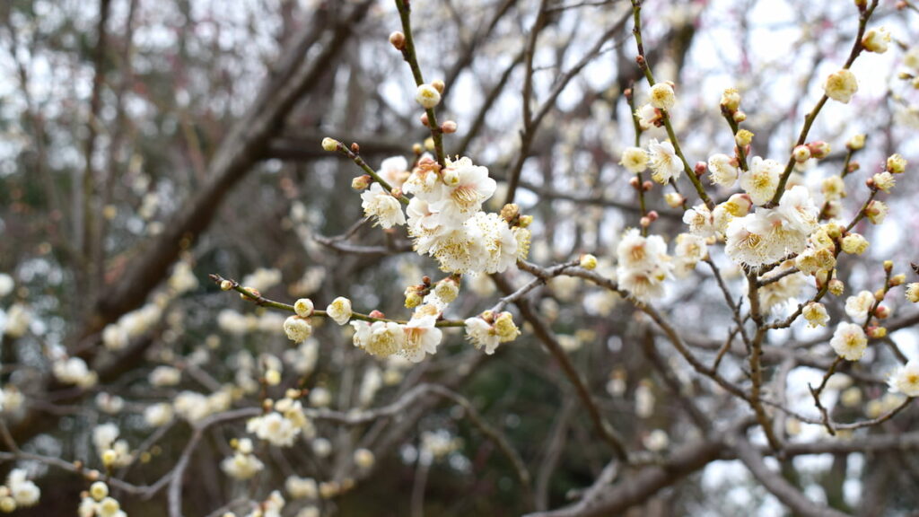 春日野 2025年3月8日