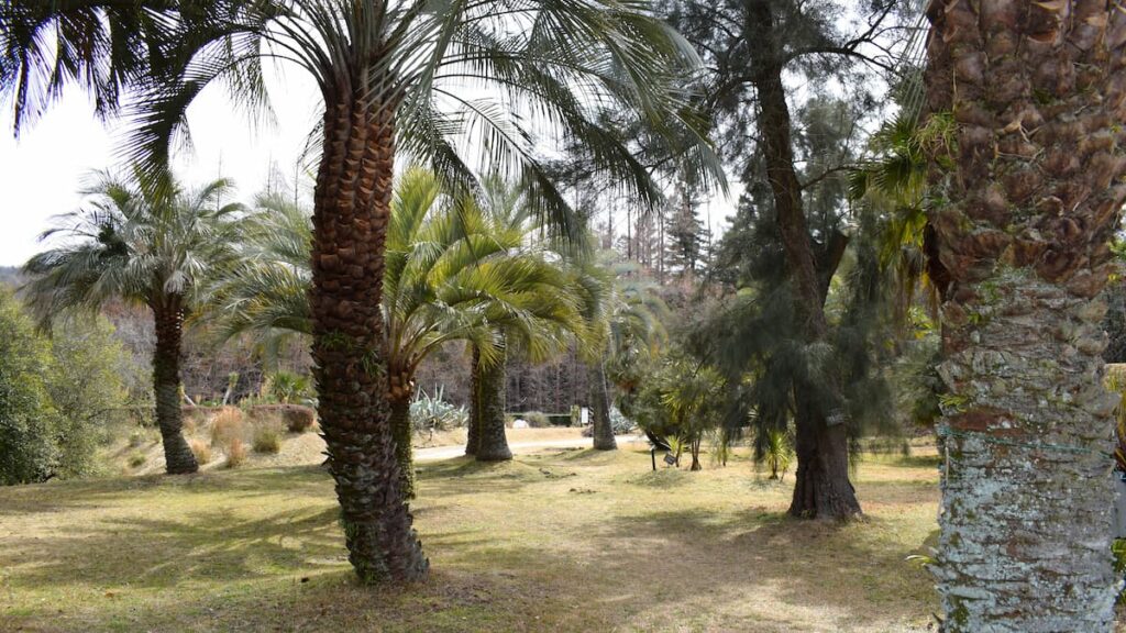 ヤシ園 2025年3月8日