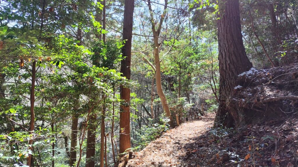 神戸市立森林植物園
尾根道回遊路
2025年2月23日