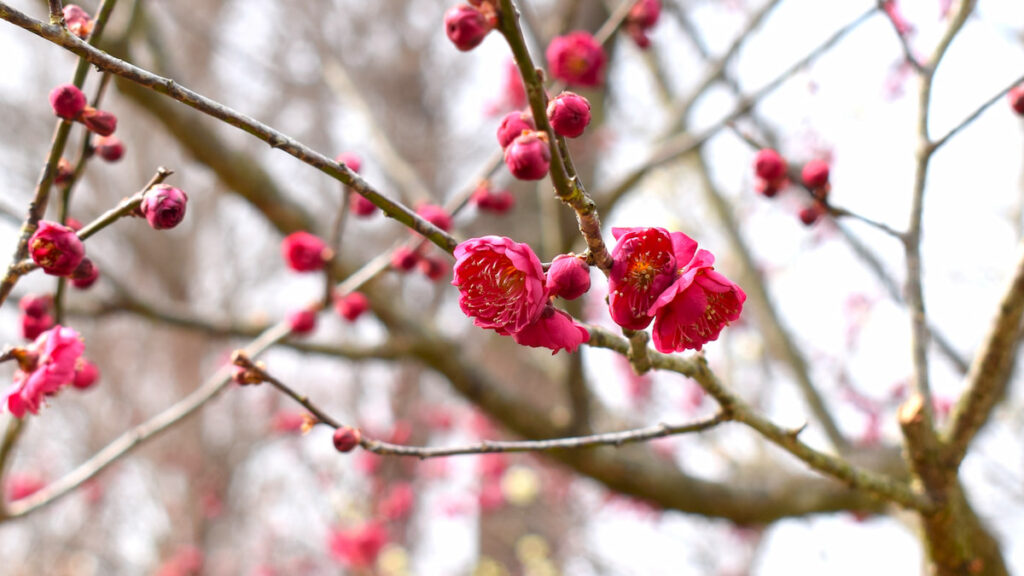 寒紅 2025年3月8日