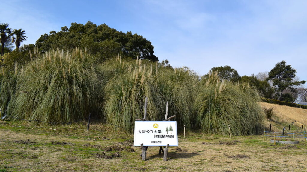 大阪公立大学 付属植物園 2025年3月8日