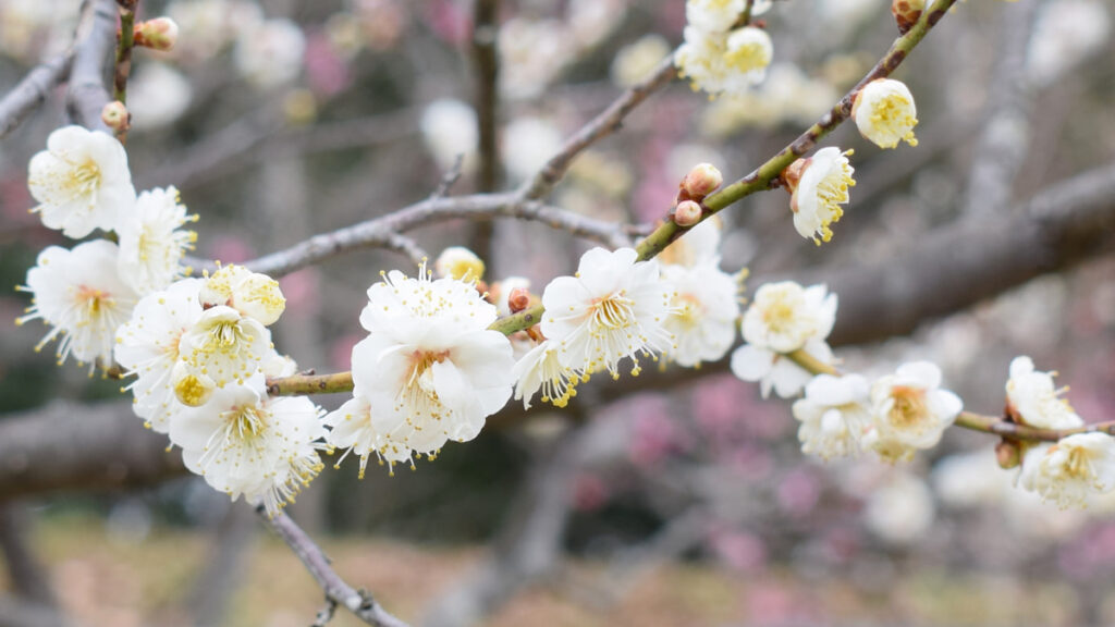 春日野 2025年3月8日