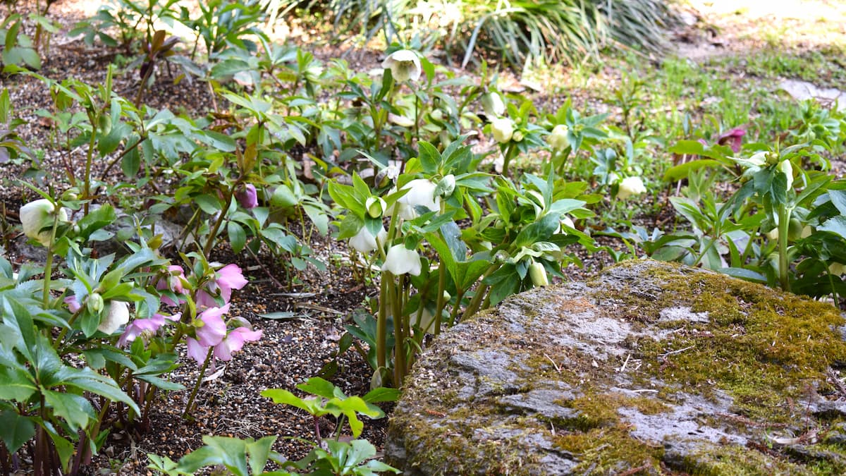 大阪府立 花の文化園の3月の草木花 | みち草き