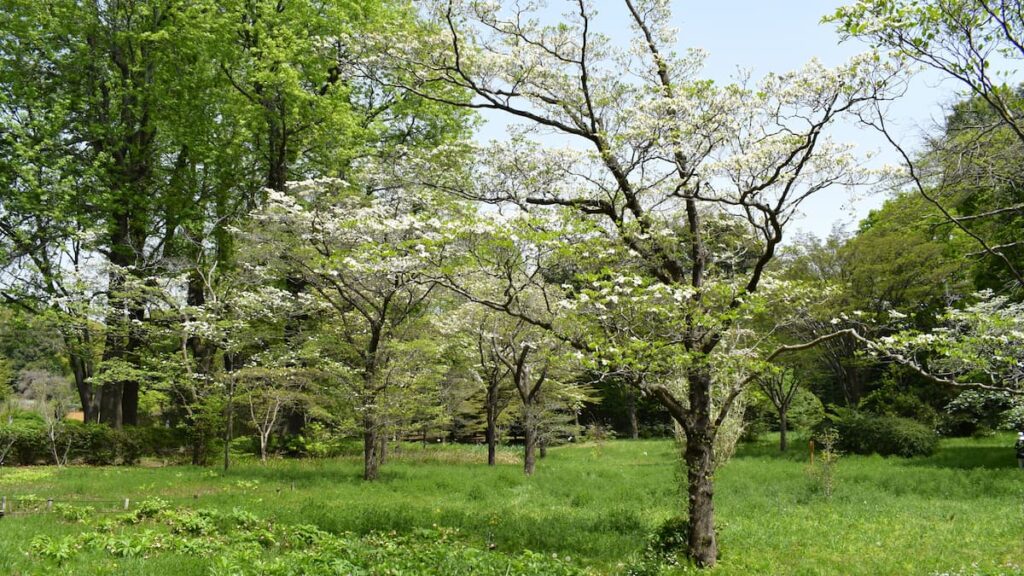 ハナミズキ(花水木) 2025年4月19日