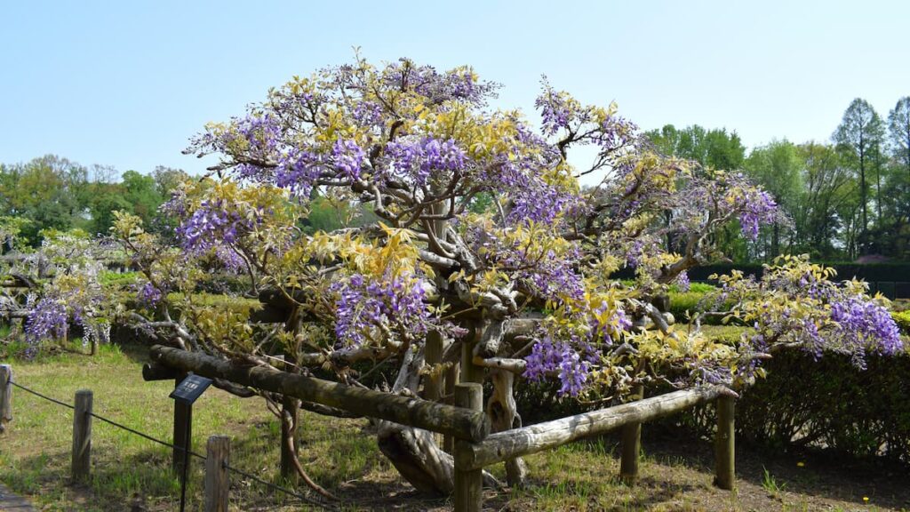 ムラサキカビタン(紫花美短) 2025年4月19日