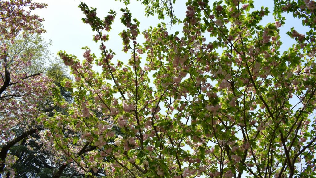 ヨウキヒ(楊貴妃) 2025年4月19日