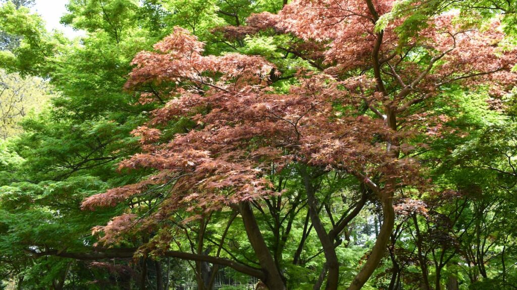 アカシギタツ(赤鴫立沢) 2025年4月19日