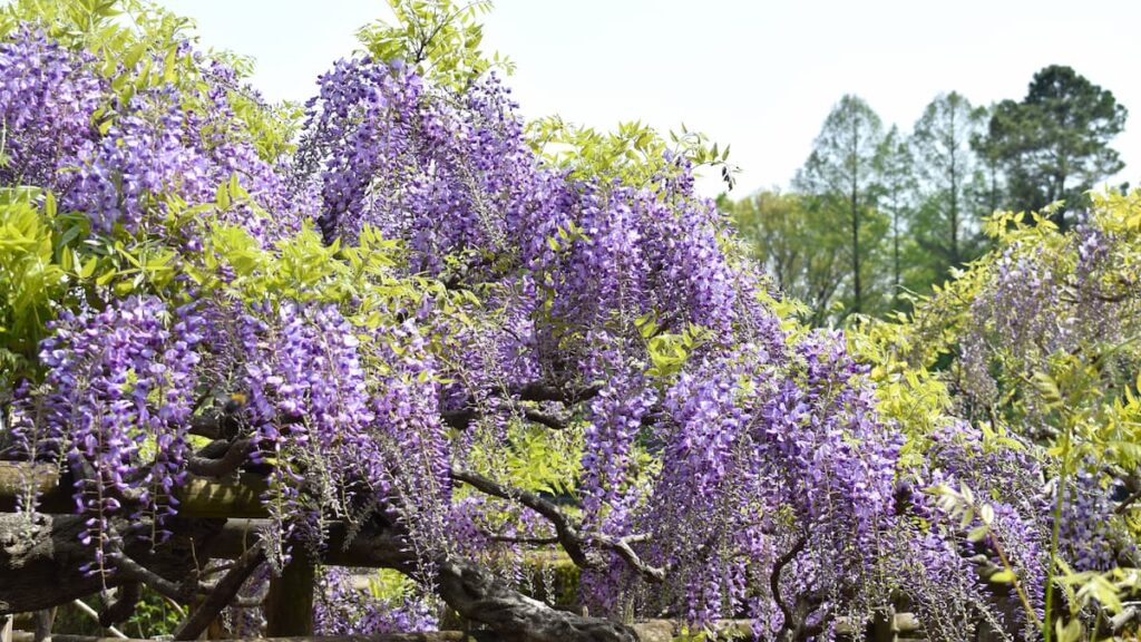 コクリュウ(黒龍) 2025年4月19日