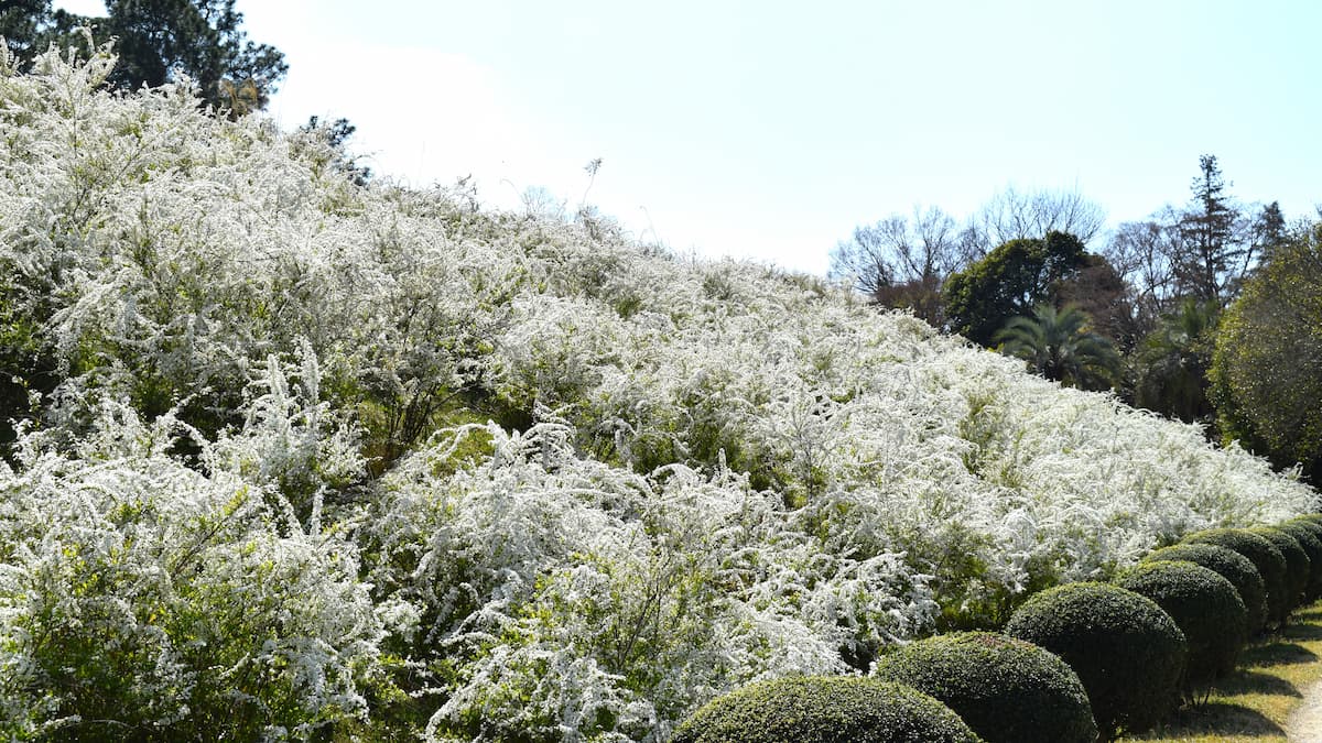 大阪公立大学 付属植物園の4月の草木花（2025年4月6日） | みち草き