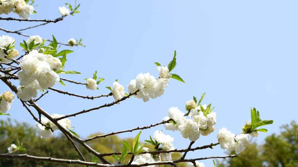ハナモモ(花桃) 2025年4月19日