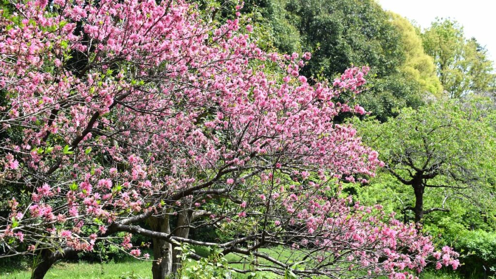 キクモモ(菊桃) 2025年4月19日