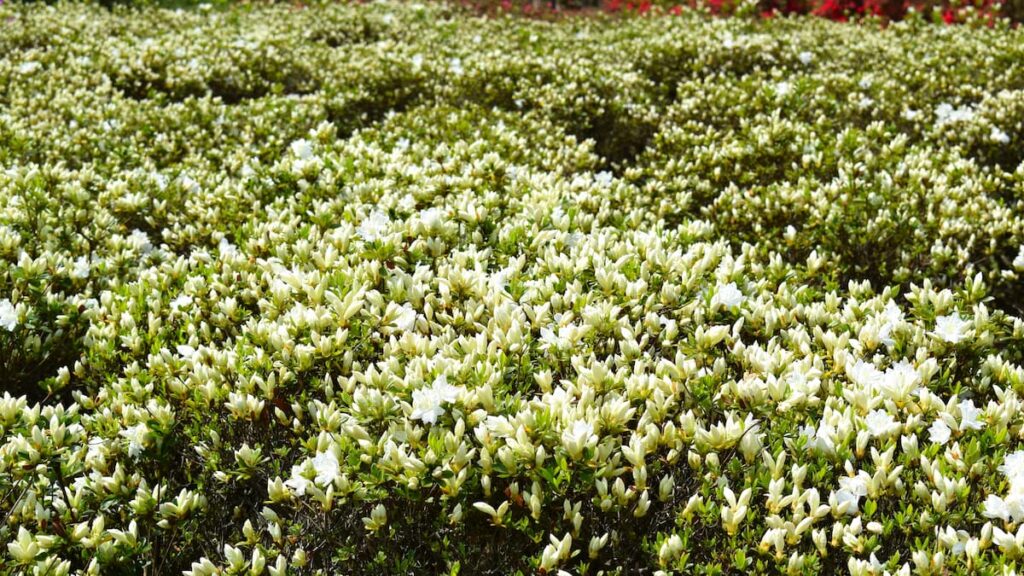 クレノユキ(暮れの雪) 2025年4月19日