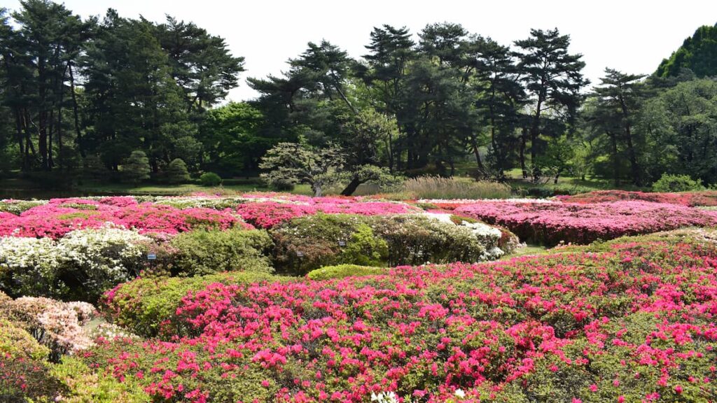 神代植物公園 2025年4月19日