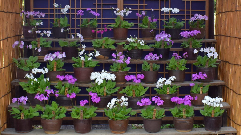 サクラソウ花壇 2025年4月19日