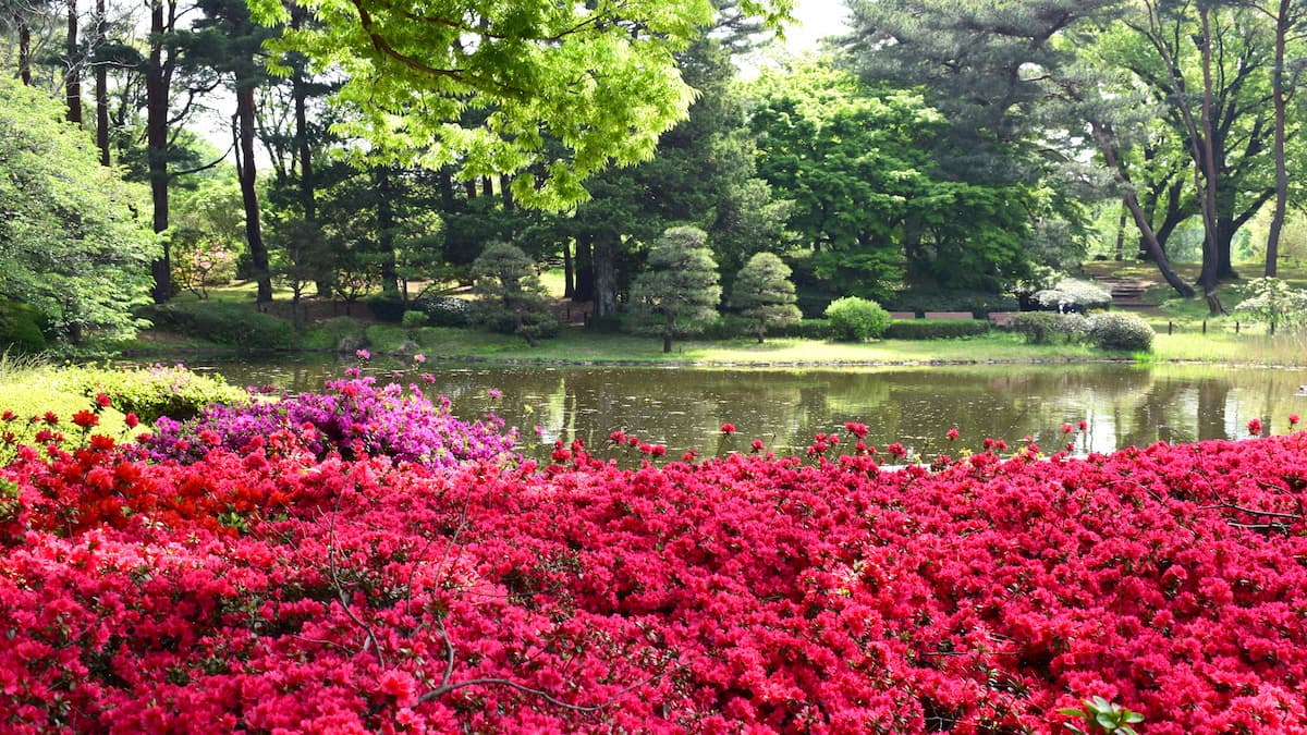 神代植物公園 2025年4月19日