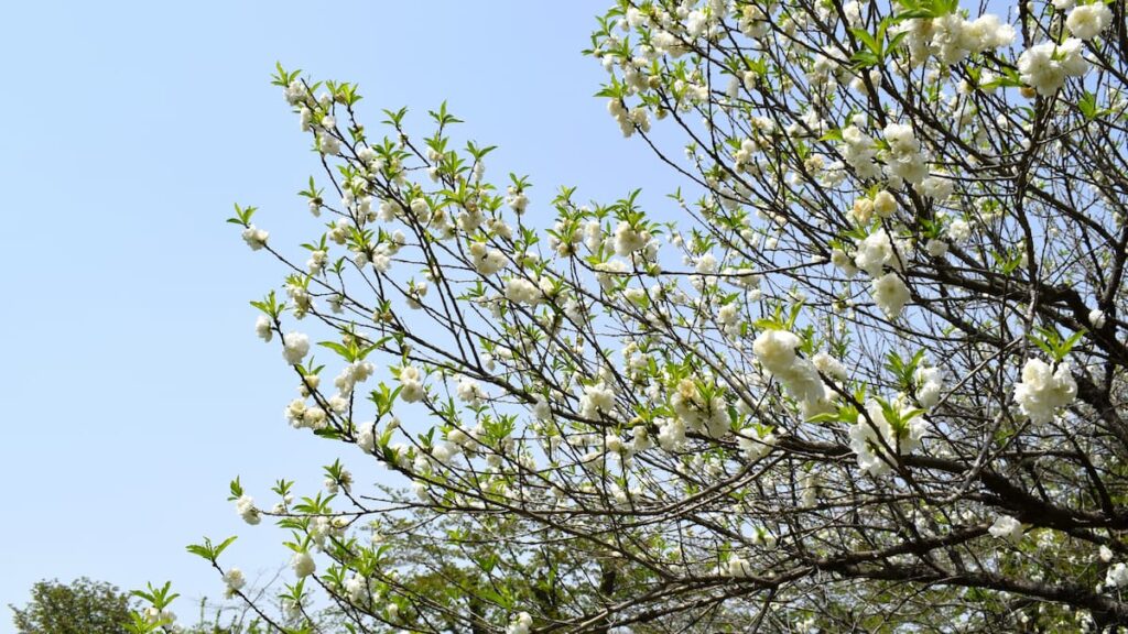 ハナモモ(花桃) 2025年4月19日