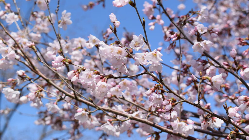 四季桜 2025年3月29日