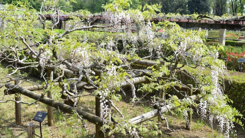 クチベニフジ(口紅藤) 2025年4月19日