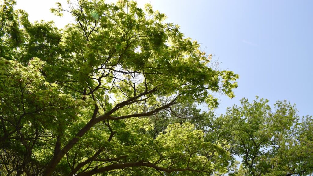 シメノウチ(占の内) 2025年4月19日
