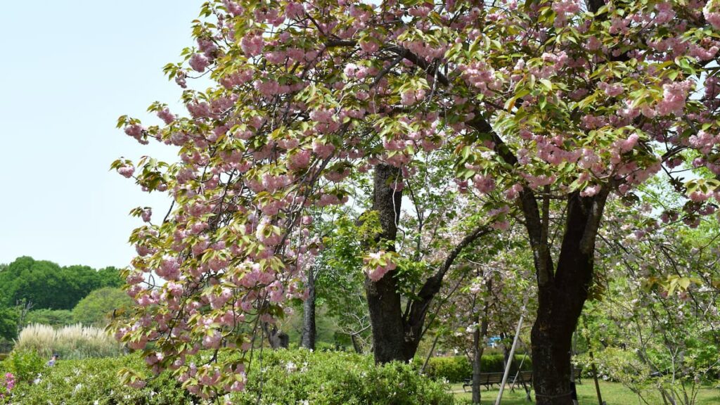 カンザン(関山) 2025年4月19日