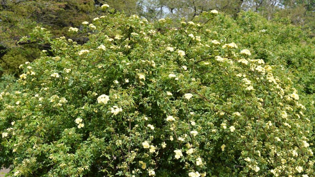 モッコウバラ(木香薔薇) 2025年4月19日