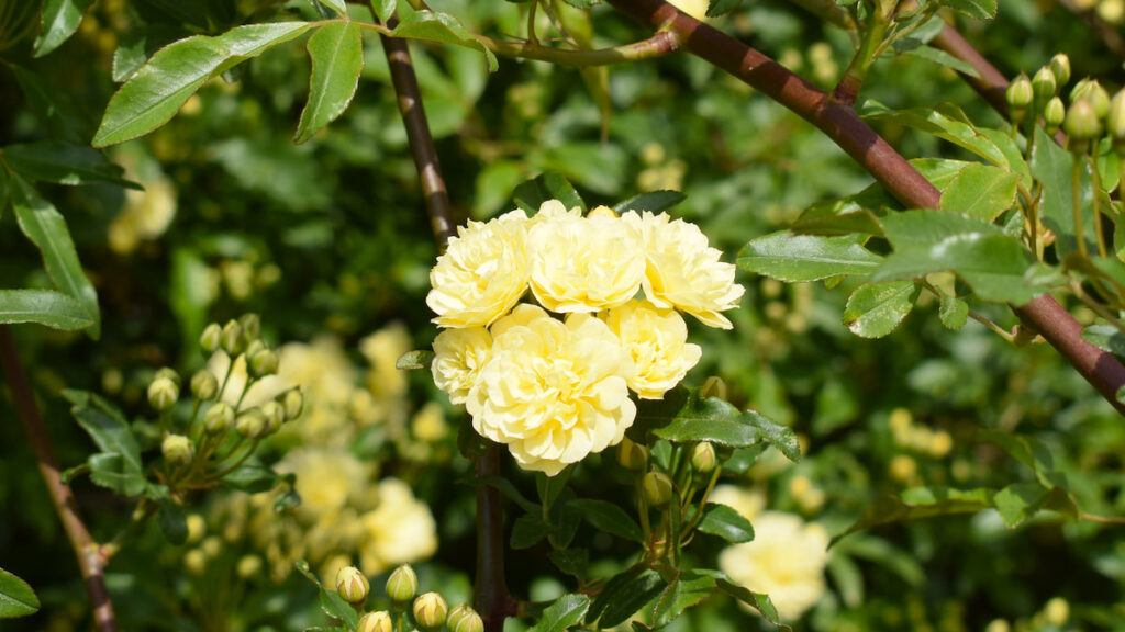 モッコウバラ(木香薔薇) 2025年月19日