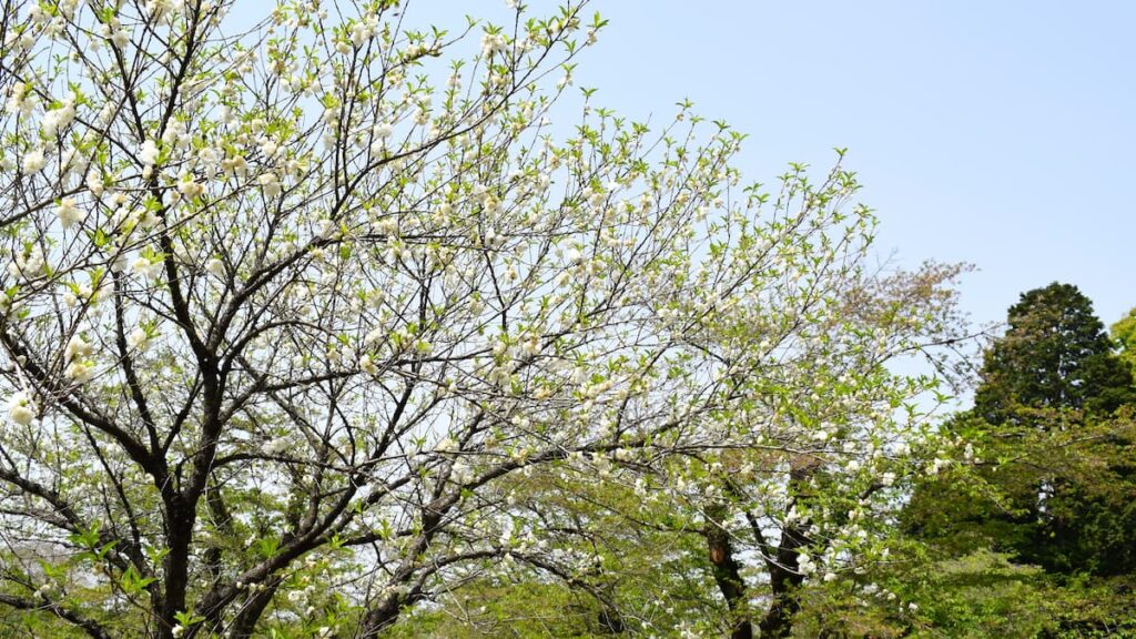 ハナモモ(花桃) 2025年4月19日