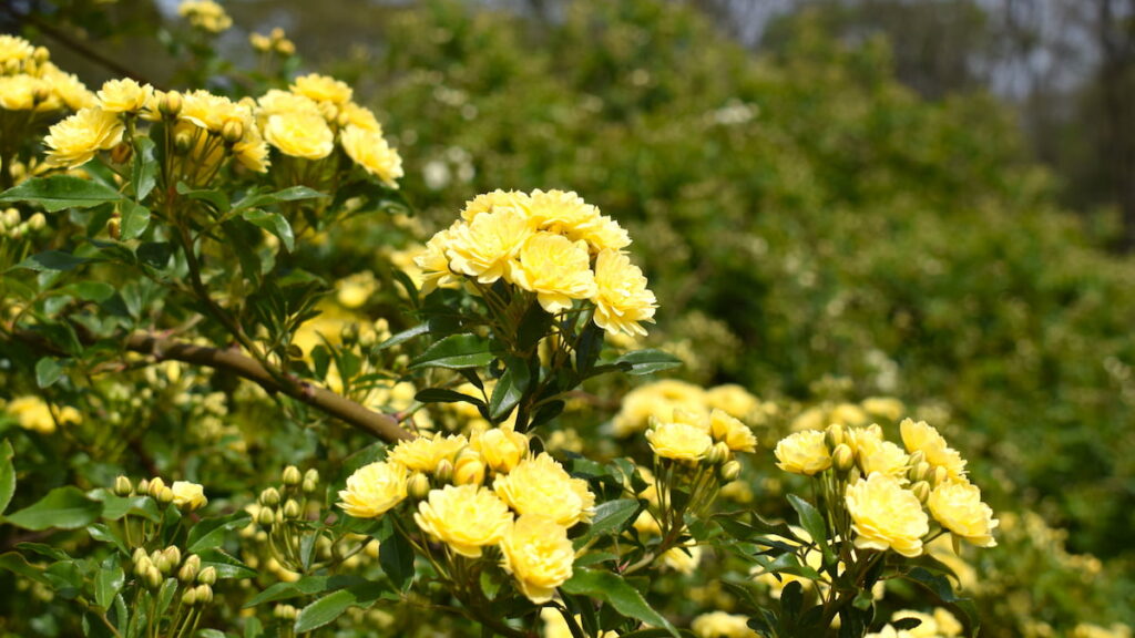 モッコウバラ(木香薔薇) 2025年4月19日