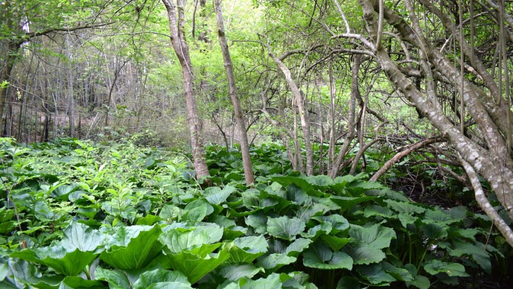今津町ザゼンソウ群生地 2025年5月4日