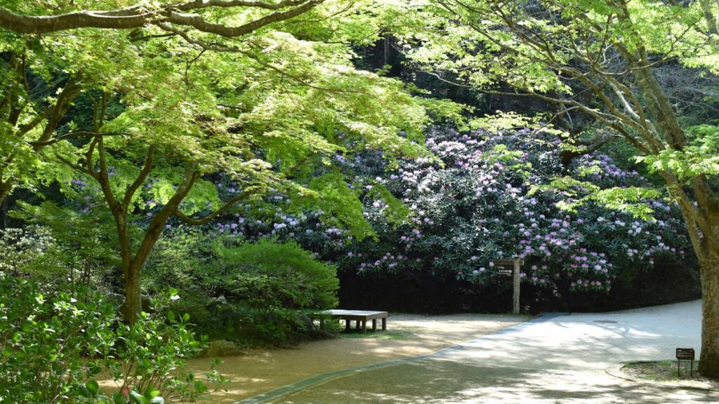 シャクナゲ園入口付近 2025年4月26日