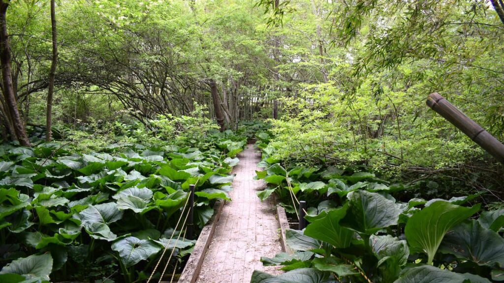 今津町ザゼンソウ群生地 2025年5月4日