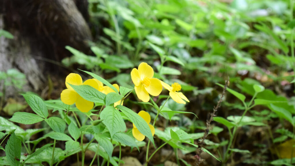 ヤマブキソウ(山吹草) 2025年4月26日