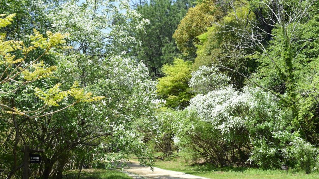 リキュウバイ(利休梅) 2025年4月26日