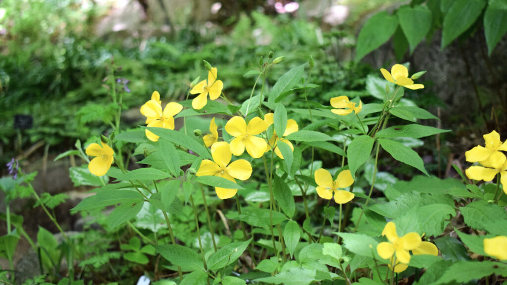 ヤマブキソウ(山吹草) 2025年4月26日