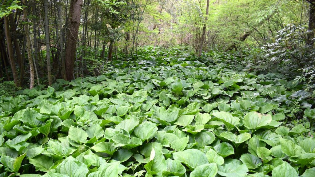今津町ザゼンソウ群生地 2025年5月4日