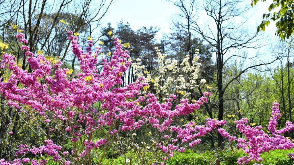 ハナズオウ(花蘇芳) 2025年4月26日