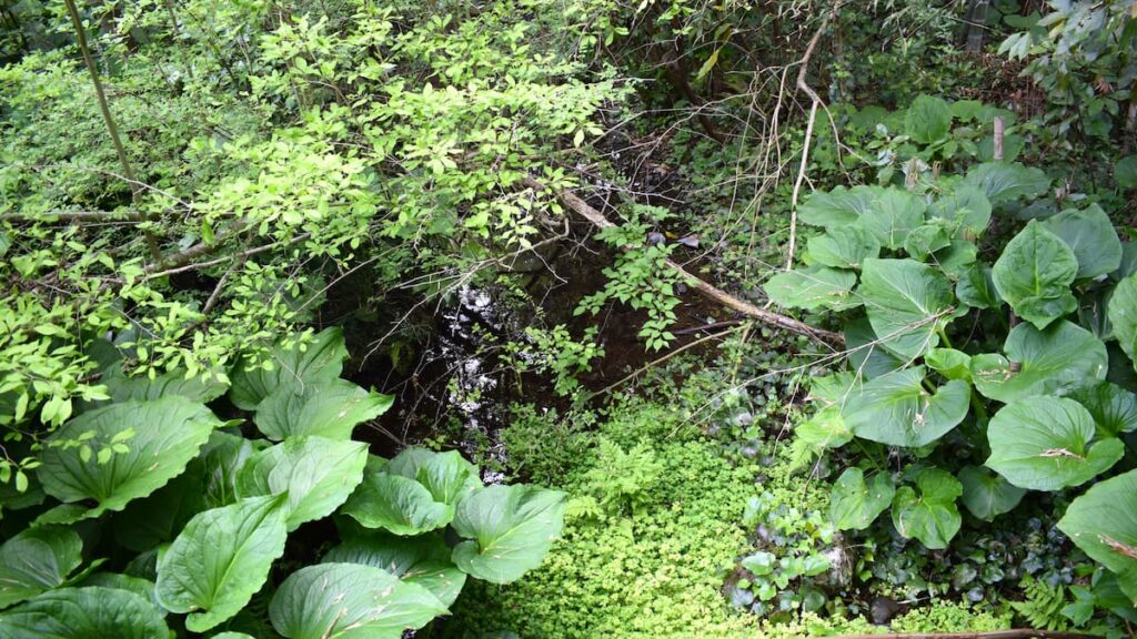 今津町ザゼンソウ群生地 2025年5月4日