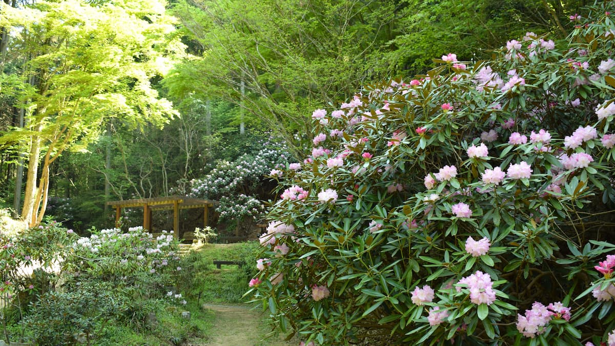 神戸市立 森林植物園 2025年４月26日