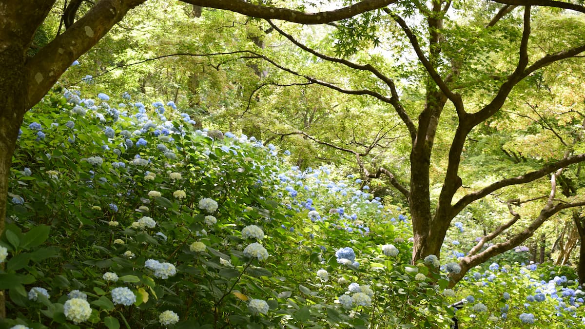神戸市立 森林植物園 2025年6月21日